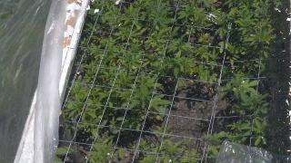 Арестуваха фермер, засадил плантация с 2700 растения марихуана