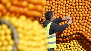 Износът на цитрусови плодове от Турция се е увеличил с