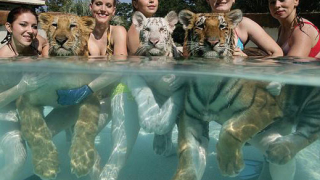 Да поплуваш с тигри (галерия)