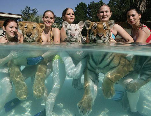 Да поплуваш с тигри (галерия)
