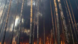 Пожар бушува в резерват на Витоша