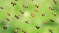 Какво се случва, когато ни ужили пчела
