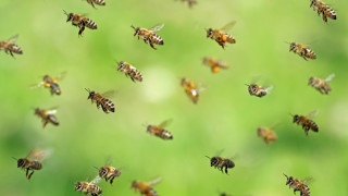 Незабелязаният апокалипсис на насекомите трябва да ни разтревожи подчертават природозащитници