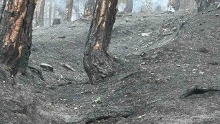 Пожар избухна в Национален парк Пирин над Разлог предаде БНТ
