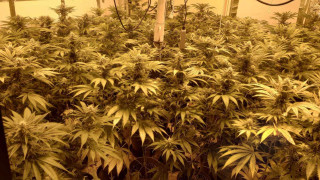 Полицаи разбиха нарколаборатория в София съобщава БНР Откритата оранжерия за