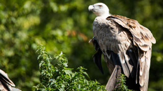 Тази пролет в Източните Родопи са се излюпили общо