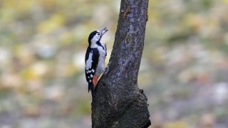 Днес сутринта в Дунавската равнина и на места в котловините