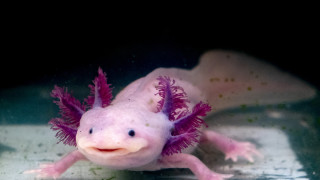 Земноводното, което може да спаси човечеството