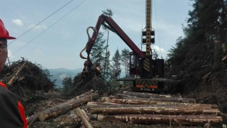 Усвояването на повредената иглолистна дървесина върви ритмично и по