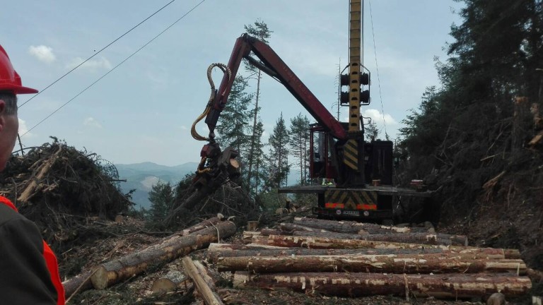 Усвояването на повредената иглолистна дървесина върви ритмично и по график