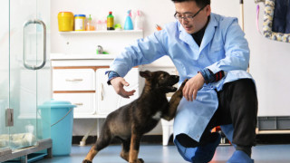 Китайска компания иска да клонира полицейски кучета “на едро”