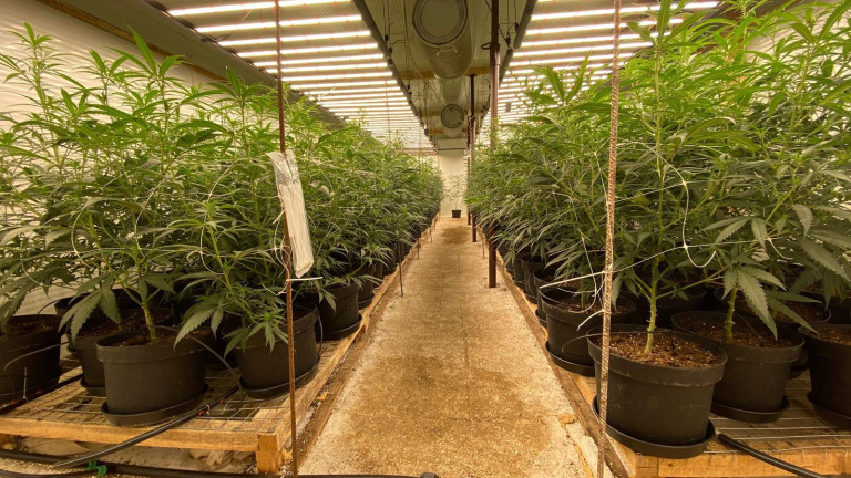 Разкриха наркооранжерия във Варна