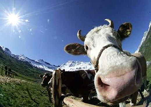 Млекопроизводители подават от днес заявления за европомощи