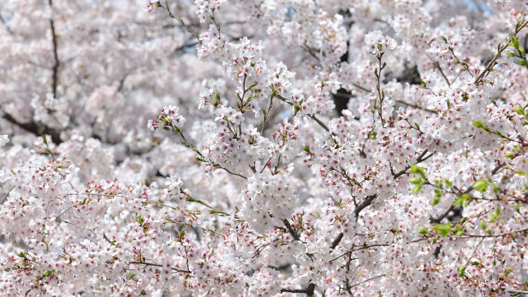 Изображение 756075