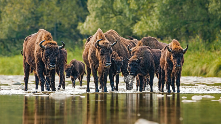 Как стадо бизони в Румъния може да намали вредните емисии