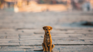Интеграционната система на БАБХ ВетИС преброи 35 020 бездомни кучета