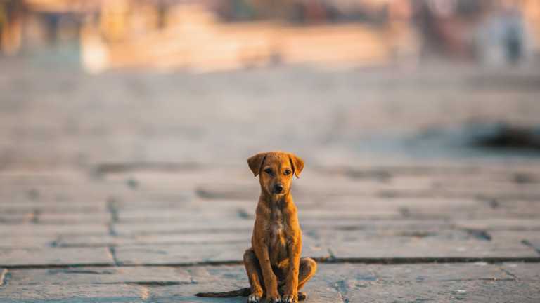 Интеграционната система на БАБХ - ВетИС преброи 35 020 бездомни кучета