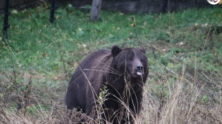 Две спасени мечета намериха нов дом в Парк за мечки Белица