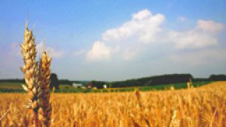 Цената на новата реколта хлебна пшеница се понижи през юли