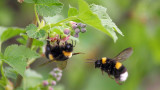 Земните пчели, предаването на знанията и изследването, което показва, че изучават социалното си поведение