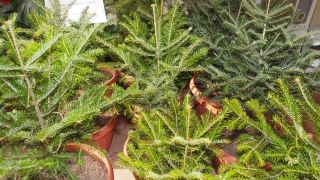 За Коледа държавните горски предприятия ще предоставят 50 000 елхички