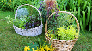 На 24 юни Православният свят празнува рождението на Свети Йоан