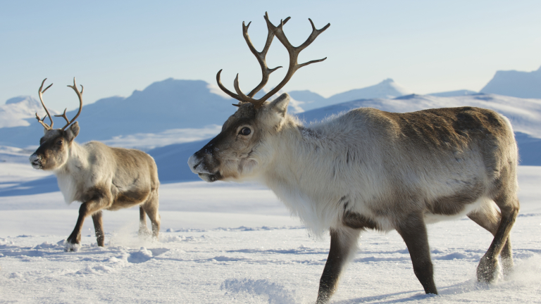 Повече от 300 диви елени убити от мълния в Норвегия