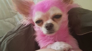 Стилист боядиса кучето си