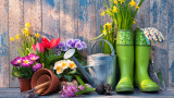 Защо да не избързваме с пролетното почистването на градината