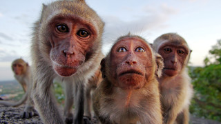 Маймуни в Индия откраднаха кръвни проби за коронавирус