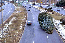 От зоопарка в Добрич призовават да не се изхвърлят коледните елхи