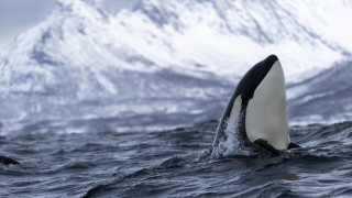 Моретата и океаните принадлежат на морските обитатели и не бива