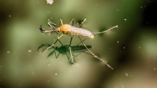 Започва повторно пръскане срещу комарите в Стара Загора