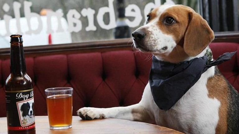 Кучето - верен приятел и в пиенето на бира