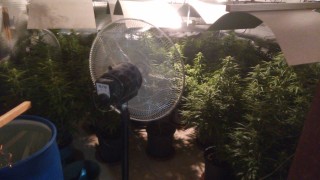 Криминалисти разкриха две високотехнологични наркооранжерии край Варна Двата случая се наблюдават