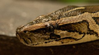 Заседание на Камарата на народите в парламента на Федерация Босна