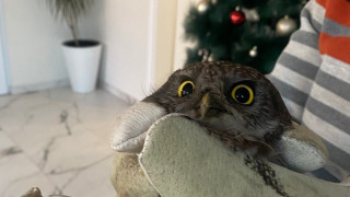 Спасиха кукумявка стояла заклещена 3 дни в комин на къща