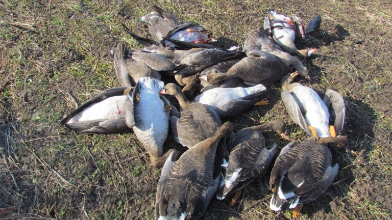 Изображение 275276