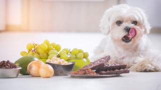 Домашният любимец със сигурност се превръща в част от семейството