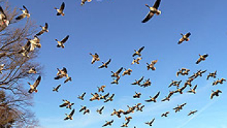 Поставят платформи за наблюдение на птици на Шабленската тузла