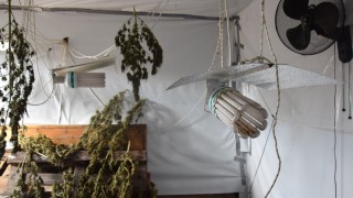 При полицейска спецакция криминалисти разбиха наркооранжерия в пернишкото село Гоз