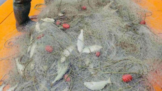 Откриха 150 м бракониерски рибарски мрежи край Варна