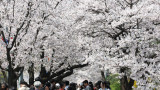 Официално започна сезонът на цъфналите вишни в Япония (снимки)