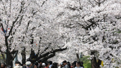Официално започна сезонът на цъфналите вишни в Япония (снимки)