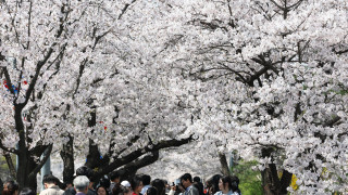 Официално започна сезонът на цъфналите вишни в Япония (снимки)