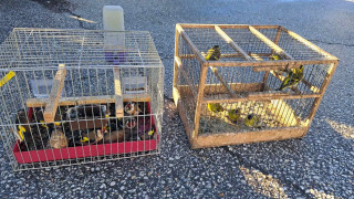 РИОСВ осуети опит за незаконна търговия с диви пойни птици в Пловдив