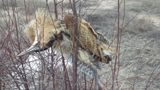 Бракониери стрелят по застрашени видове край Шабла