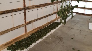 Разкриха домашна оранжерия за марихуана в Димитровград