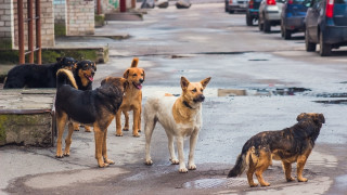 Разследват отравяне на животни в Асеновград