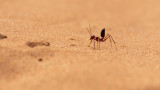 Сахарската сребриста мравка и колко бърза е най-бързата мравка на планетата
